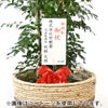 観葉植物 通販 ゲッキツ（シルクジャスミン） 10号鉢 ガルボ鉢カバー付き 観葉植物 本物
