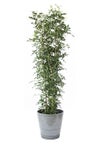 観葉植物 通販 ゲッキツ（シルクジャスミン） 10号鉢 エコフレンドリーポット鉢カバー付き 観葉植物 本物