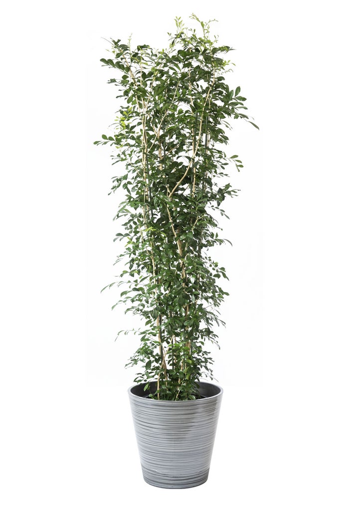 観葉植物 通販 ゲッキツ（シルクジャスミン） 10号鉢 エコフレンドリーポット鉢カバー付き 観葉植物 本物