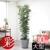 観葉植物 通販 ゲッキツ（シルクジャスミン） 10号鉢 エコフレンドリーポット鉢カバー付き 観葉植物 本物