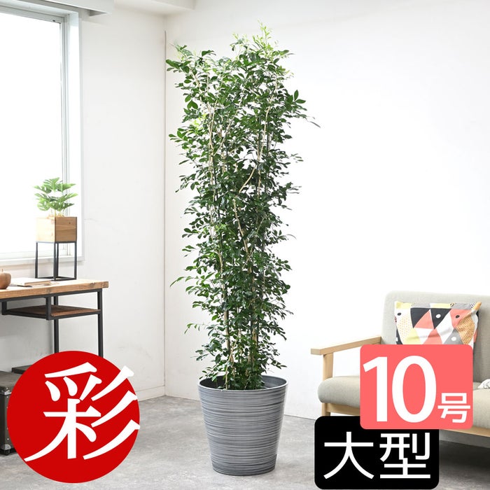 観葉植物 通販 ゲッキツ（シルクジャスミン） 10号鉢 エコフレンドリーポット鉢カバー付き 観葉植物 本物