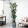 観葉植物 通販 ゲッキツ（シルクジャスミン） 10号鉢 エコフレンドリーポット鉢カバー付き 観葉植物 本物