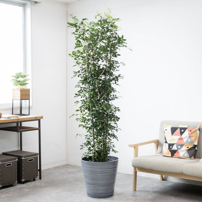 観葉植物 通販 ゲッキツ（シルクジャスミン） 10号鉢 エコフレンドリーポット鉢カバー付き 観葉植物 本物