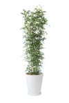 観葉植物 通販 ゲッキツ（シルクジャスミン） 10号鉢 ファイバークレイ鉢カバー付き 観葉植物 本物