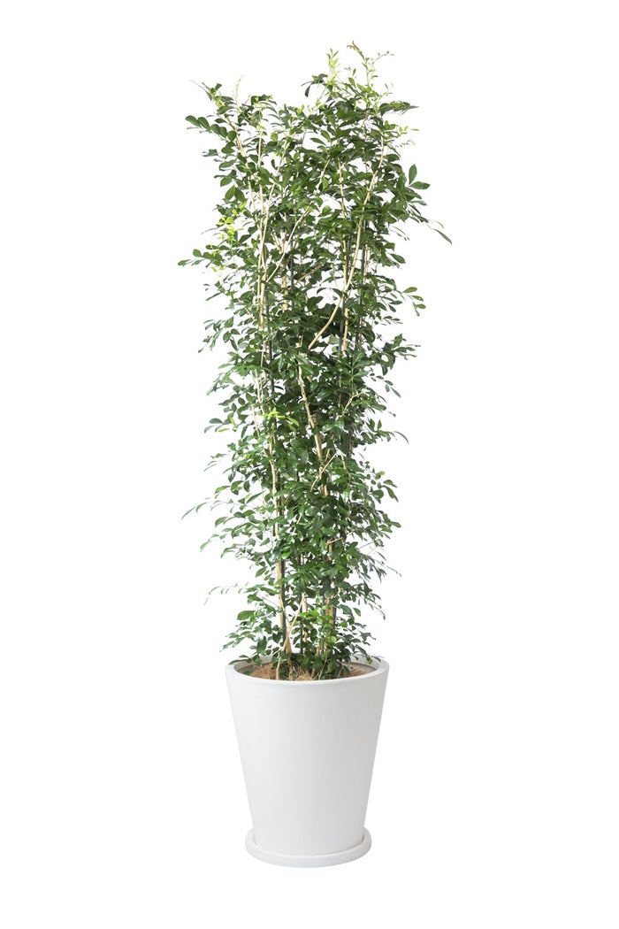 観葉植物 通販 ゲッキツ（シルクジャスミン） 10号鉢 ファイバークレイ鉢カバー付き 観葉植物 本物
