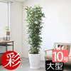 観葉植物 通販 ゲッキツ（シルクジャスミン） 10号鉢 ファイバークレイ鉢カバー付き 観葉植物 本物