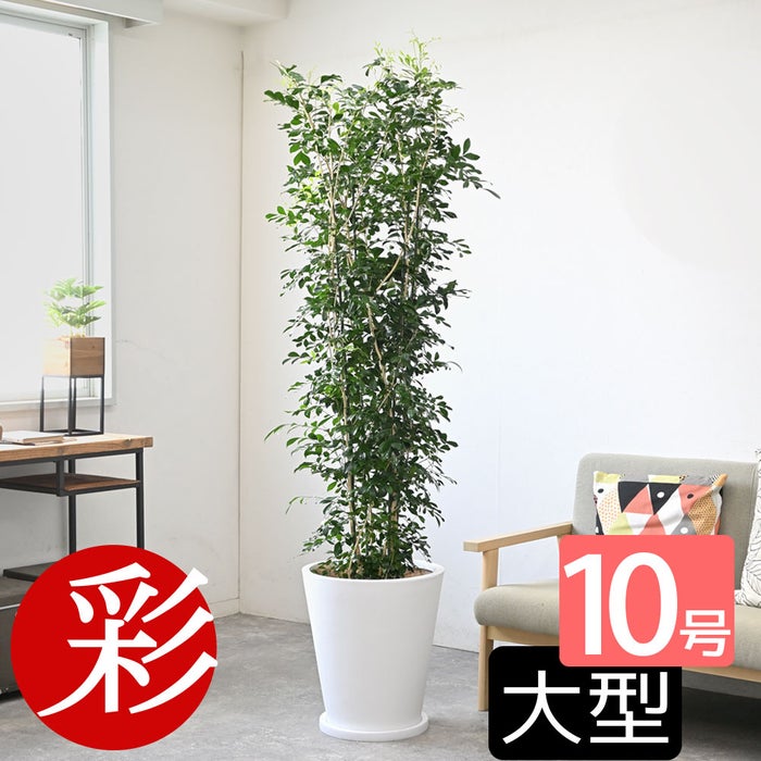 観葉植物 通販 ゲッキツ（シルクジャスミン） 10号鉢 ファイバークレイ鉢カバー付き 観葉植物 本物