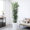 観葉植物 通販 ゲッキツ（シルクジャスミン） 10号鉢 ファイバークレイ鉢カバー付き 観葉植物 本物