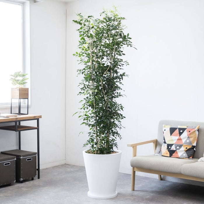 観葉植物 通販 ゲッキツ（シルクジャスミン） 10号鉢 ファイバークレイ鉢カバー付き 観葉植物 本物