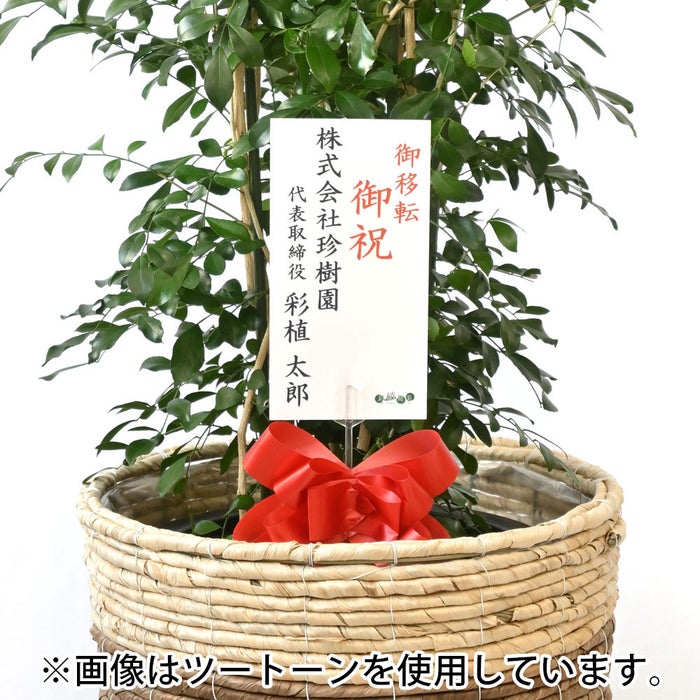 観葉植物 通販 ゲッキツ（シルクジャスミン） 10号鉢 ファイバークレイ鉢カバー付き 観葉植物 本物