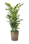 観葉植物 通販 高性 チャメドレア 10号鉢 キャラメルブラウン鉢カバー付き 観葉植物 本物