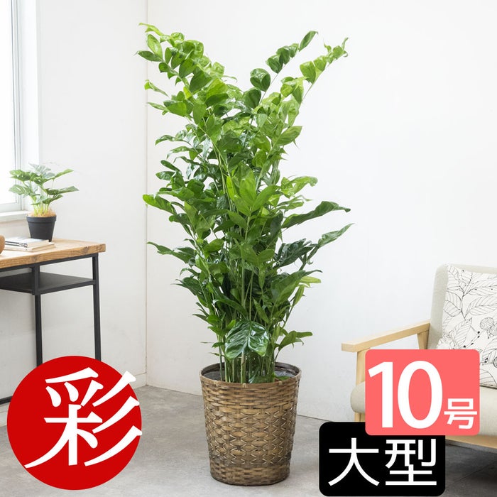 観葉植物 通販 高性 チャメドレア 10号鉢 キャラメルブラウン鉢カバー付き 観葉植物 本物