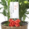 観葉植物 通販 高性 チャメドレア 10号鉢 キャラメルブラウン鉢カバー付き 観葉植物 本物