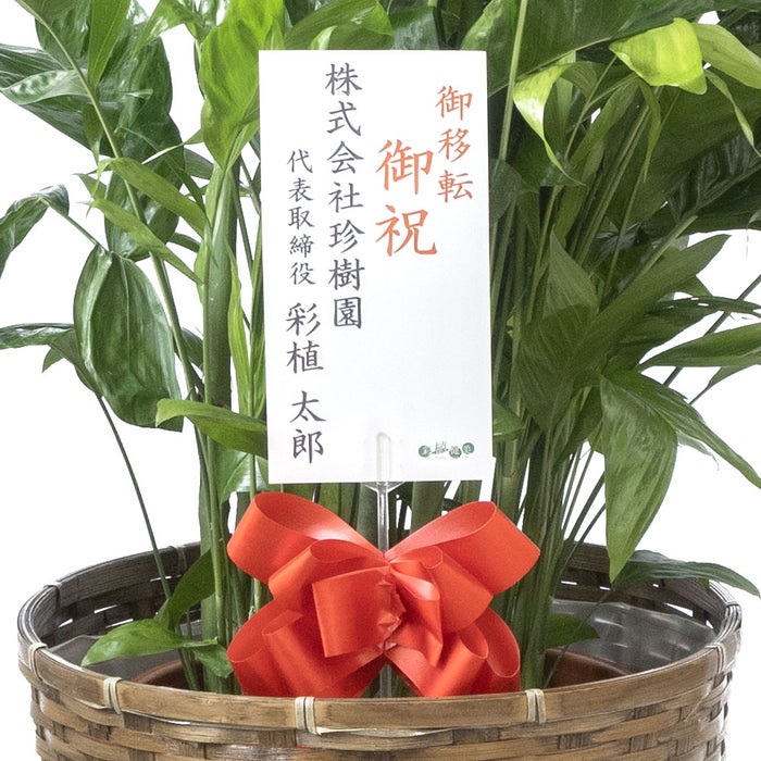 観葉植物 通販 高性 チャメドレア 10号鉢 キャラメルブラウン鉢カバー付き 観葉植物 本物