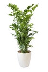 観葉植物 通販 高性 チャメドレア 10号鉢 ラスター白鉢カバー付き 観葉植物 本物