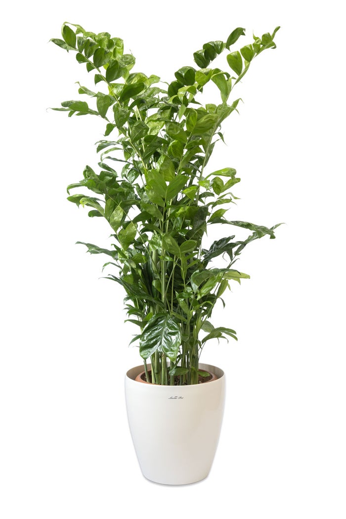 観葉植物 通販 高性 チャメドレア 10号鉢 ラスター白鉢カバー付き 観葉植物 本物