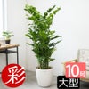 観葉植物 通販 高性 チャメドレア 10号鉢 ラスター白鉢カバー付き 観葉植物 本物