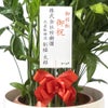 観葉植物 通販 高性 チャメドレア 10号鉢 ラスター白鉢カバー付き 観葉植物 本物