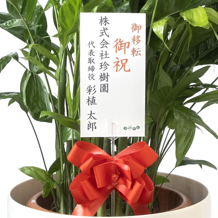観葉植物 通販 高性 チャメドレア 10号鉢 ラスター白鉢カバー付き 観葉植物 本物