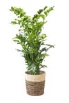 観葉植物 通販 高性 チャメドレア 10号鉢 ツートーン鉢カバー付き 観葉植物 本物
