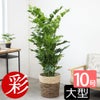 観葉植物 通販 高性 チャメドレア 10号鉢 ツートーン鉢カバー付き 観葉植物 本物
