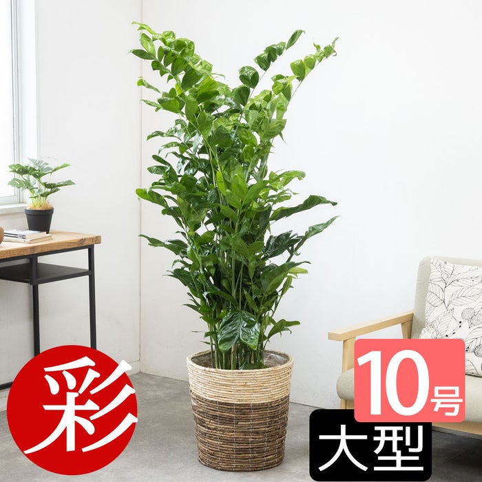 観葉植物 通販 高性 チャメドレア 10号鉢 ツートーン鉢カバー付き 観葉植物 本物