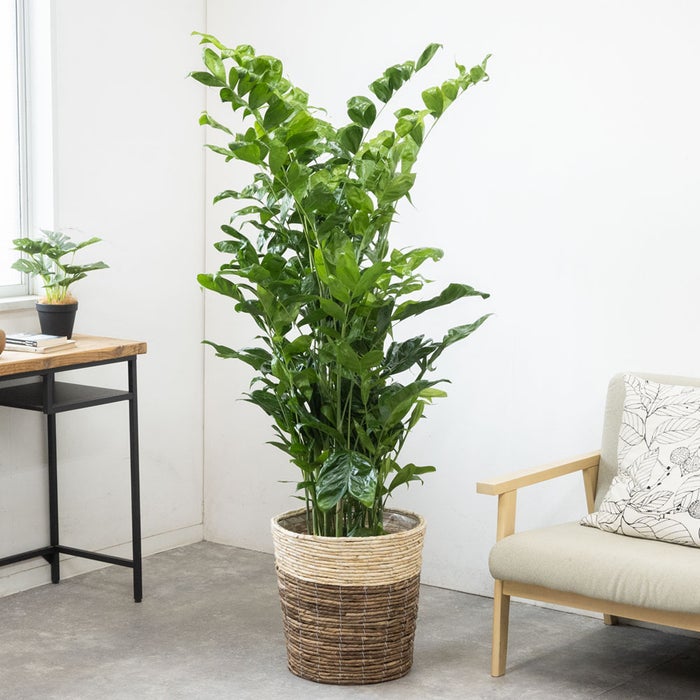 観葉植物 通販 高性 チャメドレア 10号鉢 ツートーン鉢カバー付き 観葉植物 本物