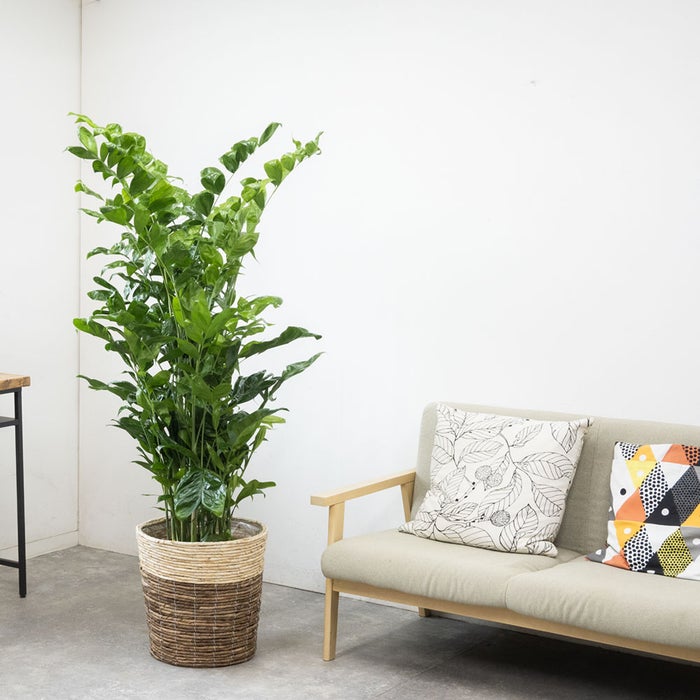 観葉植物 通販 高性 チャメドレア 10号鉢 ツートーン鉢カバー付き 観葉植物 本物