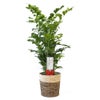 観葉植物 通販 高性 チャメドレア 10号鉢 ツートーン鉢カバー付き 観葉植物 本物