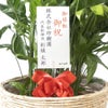 観葉植物 通販 高性 チャメドレア 10号鉢 ツートーン鉢カバー付き 観葉植物 本物