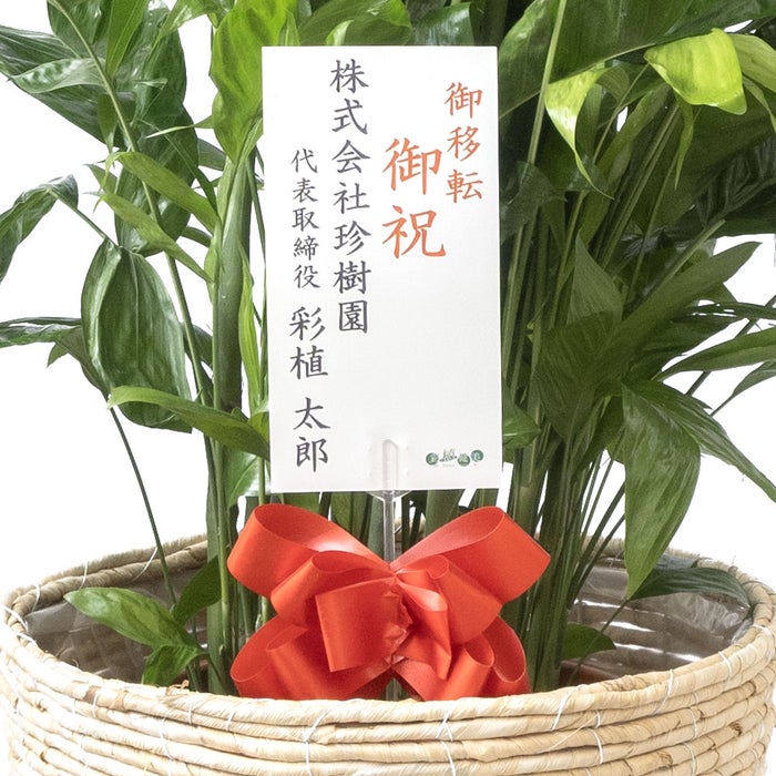 観葉植物 通販 高性 チャメドレア 10号鉢 ツートーン鉢カバー付き 観葉植物 本物