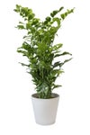 観葉植物 通販 高性 チャメドレア 10号鉢 ガルボ鉢カバー付き 観葉植物 本物