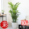 観葉植物 通販 高性 チャメドレア 10号鉢 ガルボ鉢カバー付き 観葉植物 本物