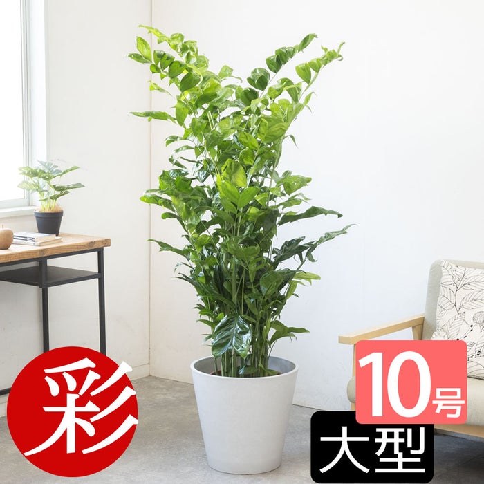 観葉植物 通販 高性 チャメドレア 10号鉢 ガルボ鉢カバー付き 観葉植物 本物