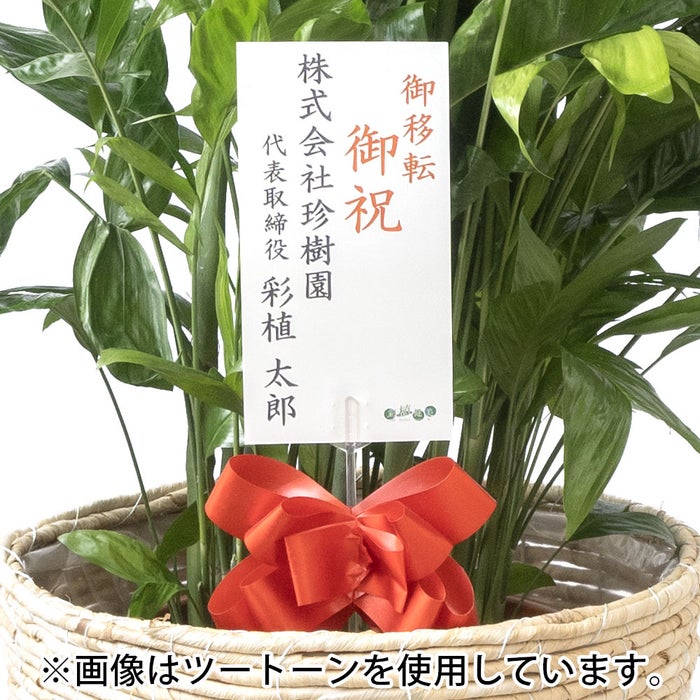 観葉植物 通販 高性 チャメドレア 10号鉢 ガルボ鉢カバー付き 観葉植物 本物