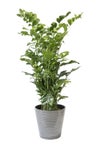 観葉植物 通販 高性 チャメドレア 10号鉢 エコフレンドリーポット鉢カバー付き 観葉植物 本物