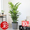観葉植物 通販 高性 チャメドレア 10号鉢 エコフレンドリーポット鉢カバー付き 観葉植物 本物