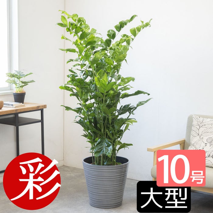 観葉植物 通販 高性 チャメドレア 10号鉢 エコフレンドリーポット鉢カバー付き 観葉植物 本物