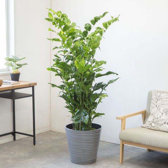 観葉植物 通販 高性 チャメドレア 10号鉢 エコフレンドリーポット鉢カバー付き 観葉植物 本物