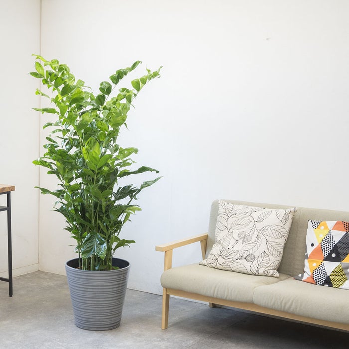 観葉植物 通販 高性 チャメドレア 10号鉢 エコフレンドリーポット鉢カバー付き 観葉植物 本物