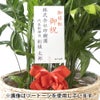 観葉植物 通販 高性 チャメドレア 10号鉢 エコフレンドリーポット鉢カバー付き 観葉植物 本物
