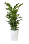 観葉植物 通販 高性 チャメドレア 10号鉢 ファイバークレイ鉢カバー付き 観葉植物 本物
