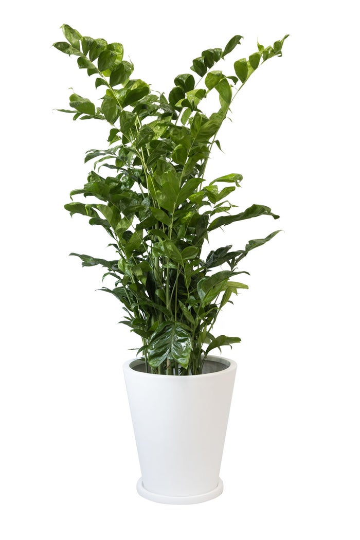 観葉植物 通販 高性 チャメドレア 10号鉢 ファイバークレイ鉢カバー付き 観葉植物 本物