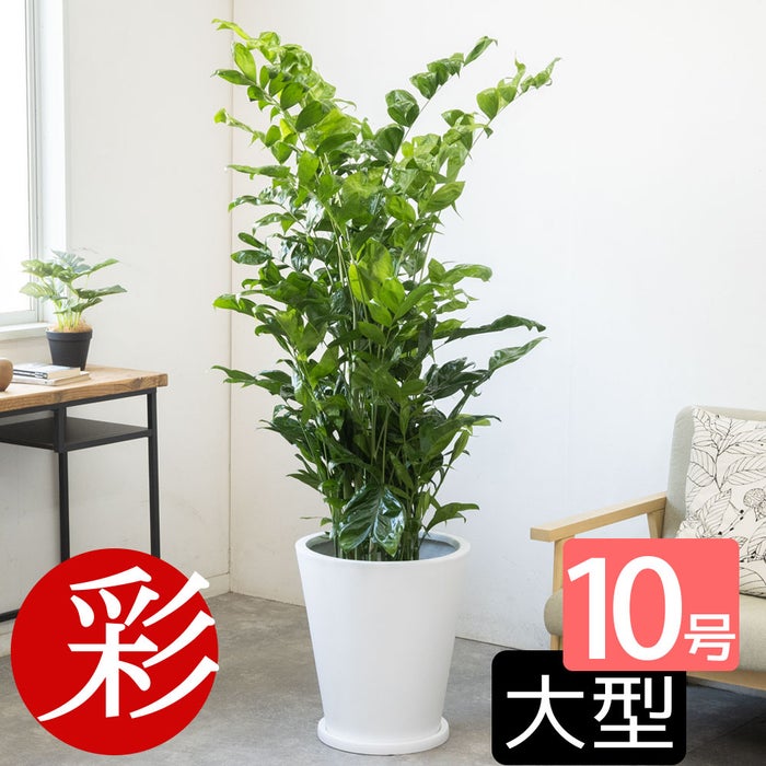 観葉植物 通販 高性 チャメドレア 10号鉢 ファイバークレイ鉢カバー付き 観葉植物 本物