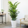 観葉植物 通販 高性 チャメドレア 10号鉢 ファイバークレイ鉢カバー付き 観葉植物 本物