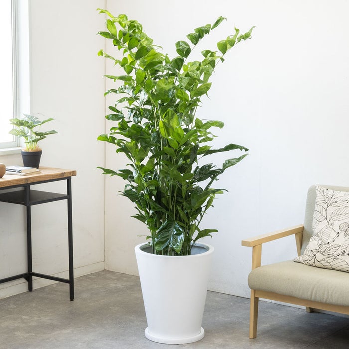 観葉植物 通販 高性 チャメドレア 10号鉢 ファイバークレイ鉢カバー付き 観葉植物 本物