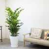 観葉植物 通販 高性 チャメドレア 10号鉢 ファイバークレイ鉢カバー付き 観葉植物 本物