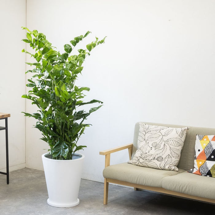 観葉植物 通販 高性 チャメドレア 10号鉢 ファイバークレイ鉢カバー付き 観葉植物 本物