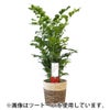 観葉植物 通販 高性 チャメドレア 10号鉢 ファイバークレイ鉢カバー付き 観葉植物 本物