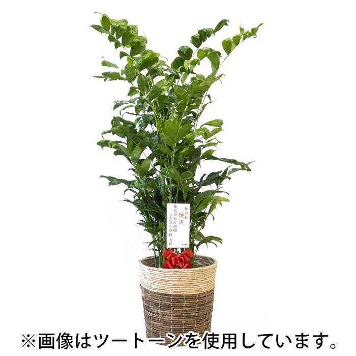 観葉植物 通販 高性 チャメドレア 10号鉢 ファイバークレイ鉢カバー付き 観葉植物 本物
